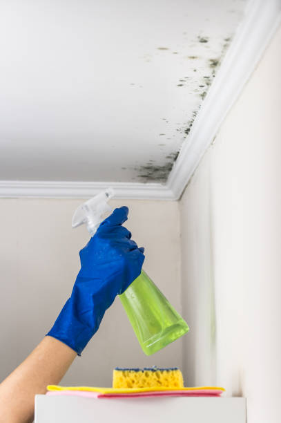 Reliable New Martinsville, WV Mold Remediation Solutions